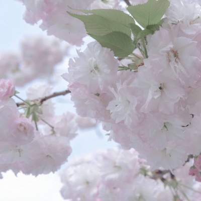 兽设火焰元素融合FurryQQ群